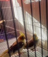 للبيع زوج كروان و زوج فيشر و زوج طير حب