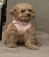 للبيع كلب بودل العمر 3 اشهر نثيه