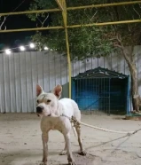 دوقو أرجنتيني