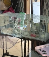 للبيع عدد 2 قفص كروان للبيع