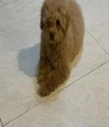 كلبه بودل هاديه ونظيفه جدا