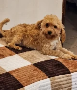 للبيع بودل أنثى وبودل ذكر للبيع for sale male or female poodle