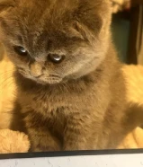 قطو ذكر للبيع متعلم على الليتر بوكس نظيف ويحب اللعب