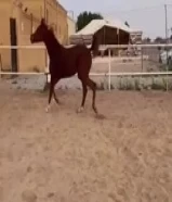 فلو بولس فاخر الأب دي عسلي و الاسم حازام