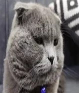 Scottish Fold for sale (Read Description)