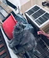 Persion female adult cat