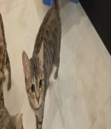 قطة للتبني cat for adoption