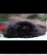 بيع كلب نثيى وذكر و تم اخذ جميع التطعيمات