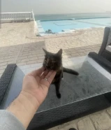 A few weeks old kitten for adoption