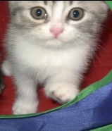 قطو عمره شهرين