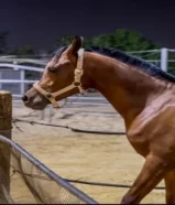 مهر عربي فاخر الأب نجم الثريا