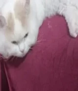 مو للتبني قط سيامي