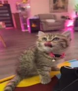 للبيع قطوه بريتش شورت هير مع فرشة نوم واكلها عمرها شهرين