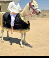 حصان اصفر مصري