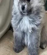 جلب بومرينيان