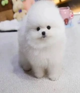 Pomeranian puppies available