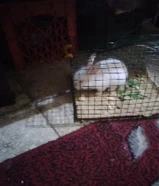 للبيع ارنب حجم وسط