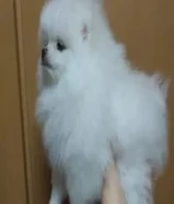 pure Pomeranian