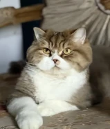 قط British Longhair لون Golden Shaded Bi-Color نادر جدًا – للبيع بالكويت