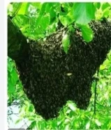 للعسل البري خصائص علاجية. نقدم لكم جميع أنواع العسل: عسل الأشجار، والصخري، والقمم، والصحراوي، والجبل