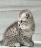 Scottish fold kitten