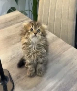 للبيع قطط سكوتش فولد