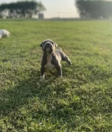 Pitbull female puppies