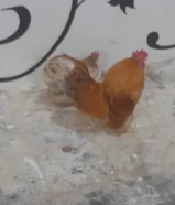 ديك مع دجاجه تايلندي نوع الغزم