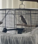 حسون تغريد حنجره قوية العمر 3 سنوات