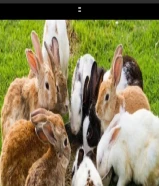 أرانب للبيع