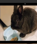 ارانب للبيع نوع مميز