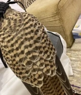 للبيع طير وحش