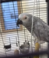 نشترري جميع الطيور الربوه والناطقه