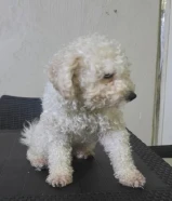 بودل ذكر توي وبودل انثى توي للبيع