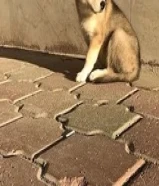 Adorable puppies 2 months old