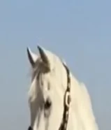 خيل مصري بيور اصيل داحس الشقب