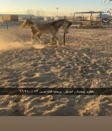 حصان مفقود