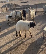 للبيع طلي تحت امه