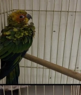 للبيع فرخ صن كنيور