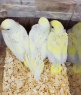 للبيع فروخ طيور حب هولندي ربوه