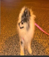 بوميرينيان