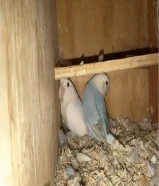 متوفر لوفبيرد و روز و ازواج