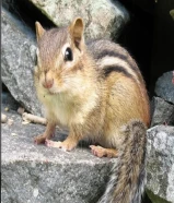 سنجاب اليف للبيع