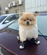 مطلوب كلبه للتزاوج