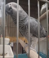 للبيع كاسكو يتكلم يقلد جميع الاصوات