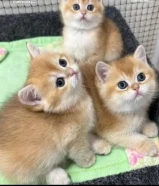 للبيع قطط أنواع نادره و حلوه