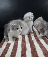 Scottish fold kittens 1.5 months old litter trained wet and dry food eating