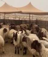 مطلوب غنم نعيم مقنوي التواصل على الواتساب فقط