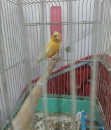 كناري للبيع فاتحه جديد شرط التغريد