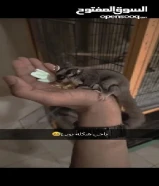 سنجاب طائر (شوقر قلايدر) مع كامل أغراضه (قفص-بيت-حزام)................................... .........